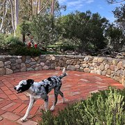 Home Owner wanting sitter in Melbourne, Victoria