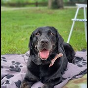 Home Owner wanting sitter in , Queensland