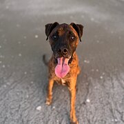 Home Owner wanting sitter in Airlie Beach, Queensland