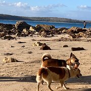 Home Owner wanting sitter in Sydney, New South Wales