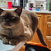 Home Owner wanting sitter in Brisbane, Queensland