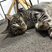 Home Owner wanting sitter in , New South Wales