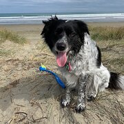 Home Owner wanting sitter in , Queensland