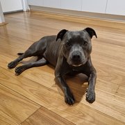 Home Owner wanting sitter in Perth, Western Australia