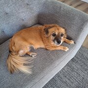 Home Owner wanting sitter in Brisbane , Queensland