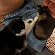 Home Owner wanting sitter in Adelaide, South Australia