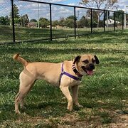 Home Owner wanting sitter in North Albury, New South Wales