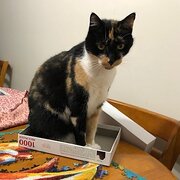 Home Owner wanting sitter in MARLESTON, South Australia