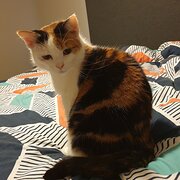 Home Owner wanting sitter in Cranbourne, Victoria