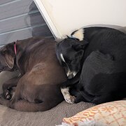 Home Owner wanting sitter in , Queensland