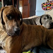 Home Owner wanting sitter in Brisbane, Queensland