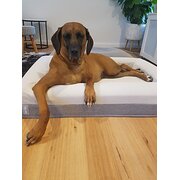 Home Owner wanting sitter in , New South Wales