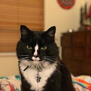 Home Owner wanting sitter in , South Australia