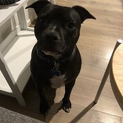 Home Owner wanting sitter in , Victoria