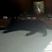 Home Owner wanting sitter in , Queensland