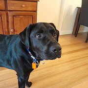 Home Owner wanting sitter in , South Australia