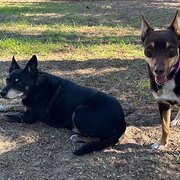 Home Owner wanting sitter in Perth, Western Australia