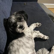 Home Owner wanting sitter in Adelaide, South Australia