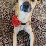 Home Owner wanting sitter in Brisbane, Queensland