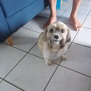 Home Owner wanting sitter in Parrearra, Queensland