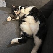 Home Owner wanting sitter in Cessnock, New South Wales