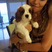 House Sitter - Experienced Pet-and House Sitter