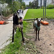 Home Owner wanting sitter in , New South Wales