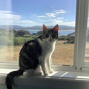 Home Owner wanting sitter in Launceston , Tasmania