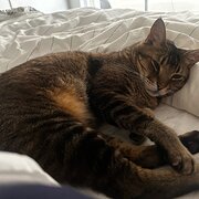 Home Owner wanting sitter in Sunshine Coast, Queensland