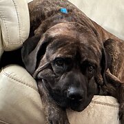 Home Owner wanting sitter in Chelsea, Victoria