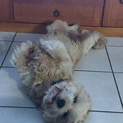 Home Owner wanting sitter in TOWNSVILLE, Queensland