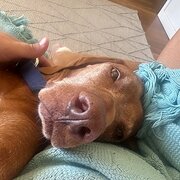 Home Owner wanting sitter in Fremantle, Western Australia