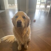 Home Owner wanting sitter in , New South Wales