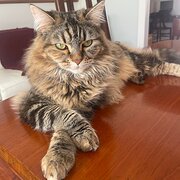 Home Owner wanting sitter in FULHAM, South Australia