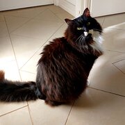 Home Owner wanting sitter in Melbourne , Victoria