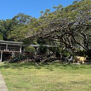 Home Owner wanting sitter in Gold Coast , New South Wales