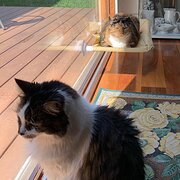 Home Owner wanting sitter in Melbourne , Victoria