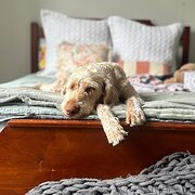 Home Owner wanting sitter in , New South Wales