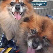 Home Owner wanting sitter in , Victoria