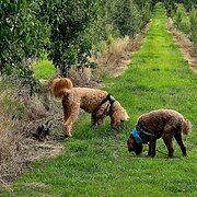 Home Owner wanting sitter in Brisbane, Queensland