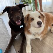 Home Owner wanting sitter in Gold Coast , Queensland