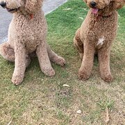 Home Owner wanting sitter in Mandurah , Western Australia