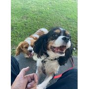 Home Owner wanting sitter in newcastle, New South Wales