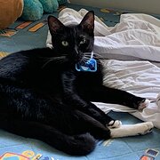 Home Owner wanting sitter in Brisbane, Queensland