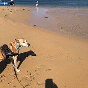 Home Owner wanting sitter in ETTALONG BEACH, New South Wales