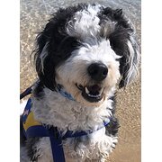 House Sitter - Semi Retired Lover of Pets