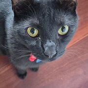 Home Owner wanting sitter in Perth, Western Australia