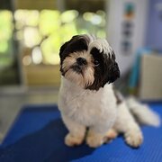 Home Owner wanting sitter in , Queensland