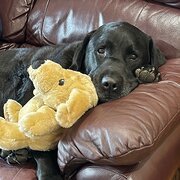 Home Owner wanting sitter in Frankston, Victoria