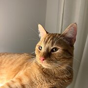 Home Owner wanting sitter in , Queensland